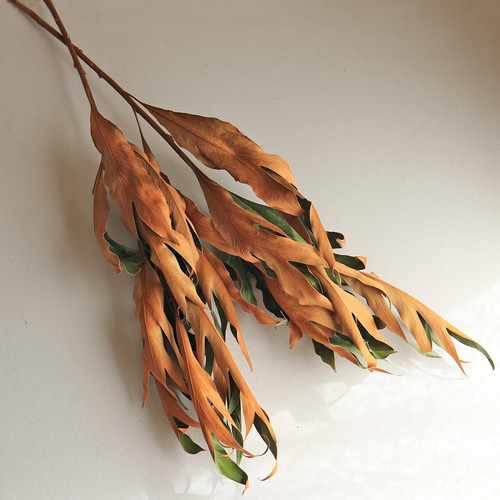 大枝 約70～80cm 】グレビレア ゴールドリーフ ロング ◇ ドライ