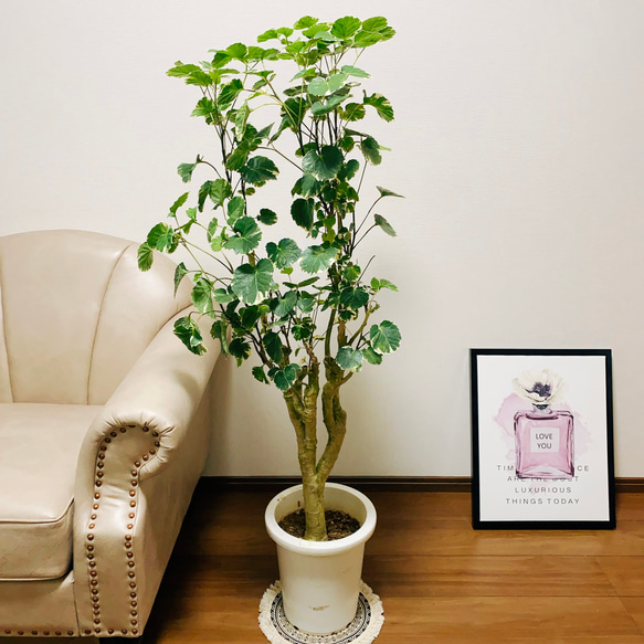 現品］ポリシャス マルギナータ 8号 観葉植物 室内 大型 可愛い