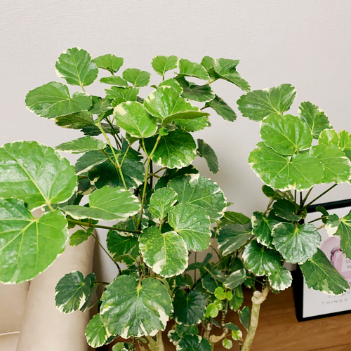 現品］ポリシャス マルギナータ 8号 観葉植物 室内 大型 可愛い