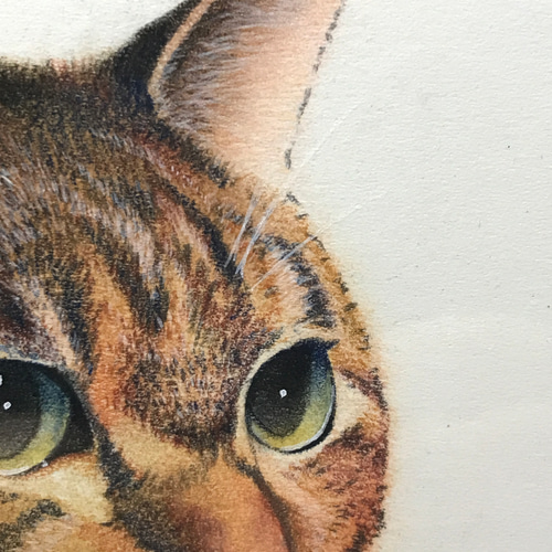 フレーム付き猫イラスト原画4 イラスト シミズ ユタカ 通販