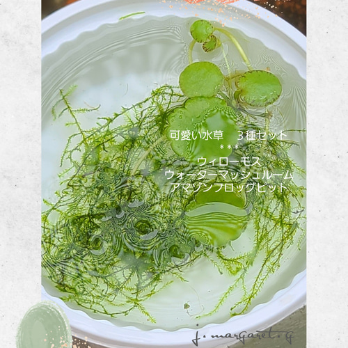 大人気 可愛い水草 ３種セット ウィローモス テラリウム j.margaret.g ...