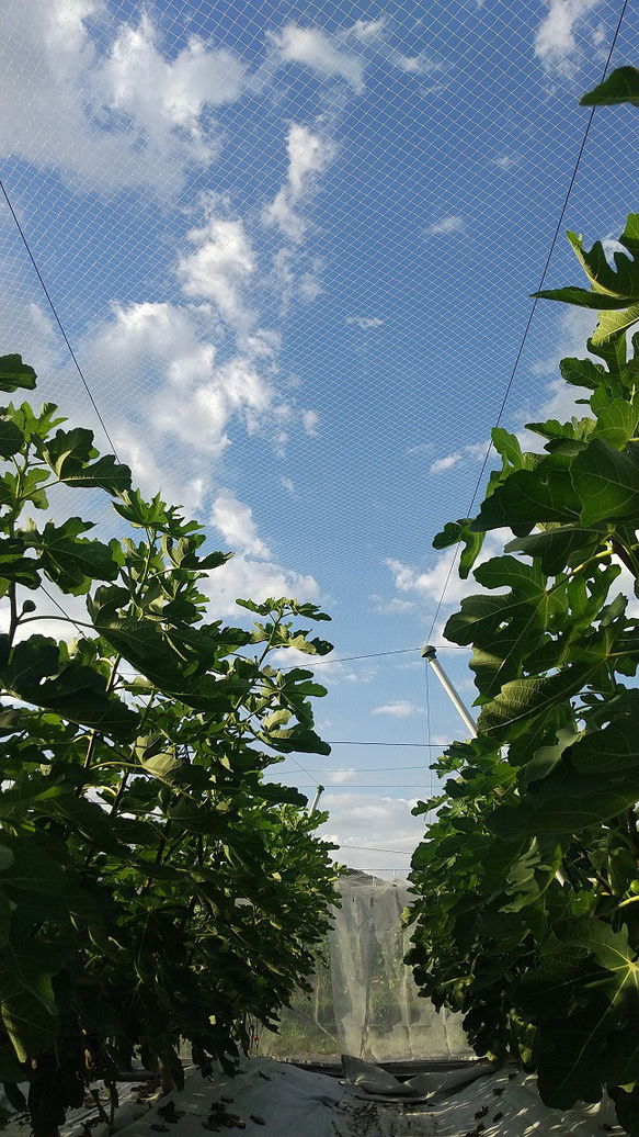 太陽が燦々と当たるところで育った！いちじくのジャム燦々 6枚目の画像