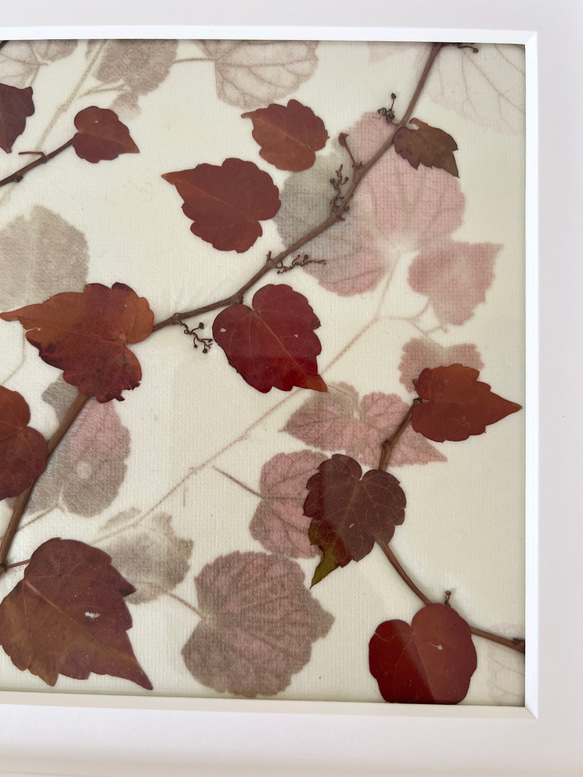 押し花額　押し花アート　ボタニカル　秋の彩り　インテリア 3枚目の画像