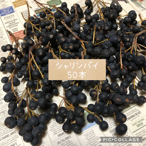 ドライフラワー 50本 シャリンバイの実 木の実 リース花材 クリスマス