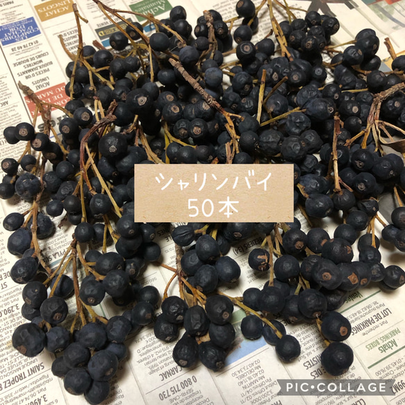 ドライフラワー 50本 シャリンバイの実 木の実 リース花材 クリスマス