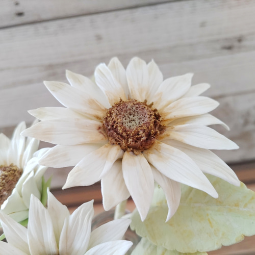 白いひまわり3本セット＊クレイフラワー＊ピンク＊ナチュラル