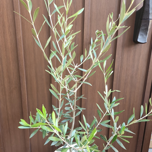 オリーブの木 エルグレコ naturalgardenホワイトテラコッタ鉢植え 苗 ...