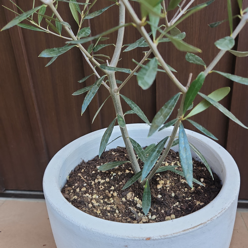 オリーブの木 エルグレコ naturalgardenホワイトテラコッタ鉢植え 苗