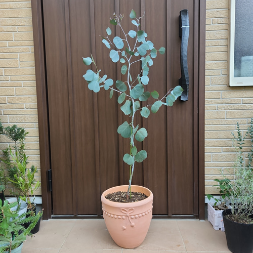 大きなユーカリポポラス　テラコッタ鉢植え　苗　シンボルツリー