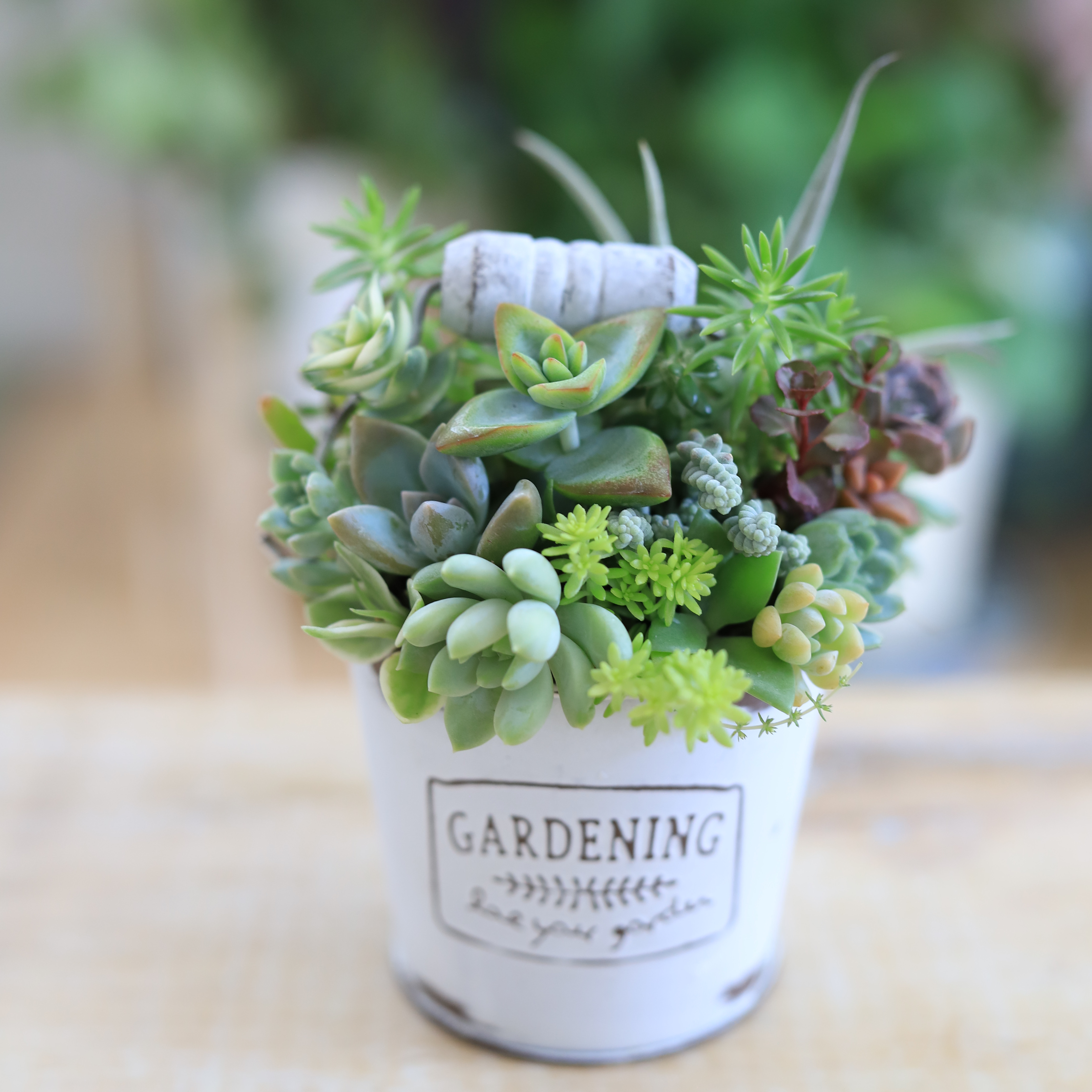 ★多肉植物　寄せ植え〜ブリキ　ハット寄せ〜★