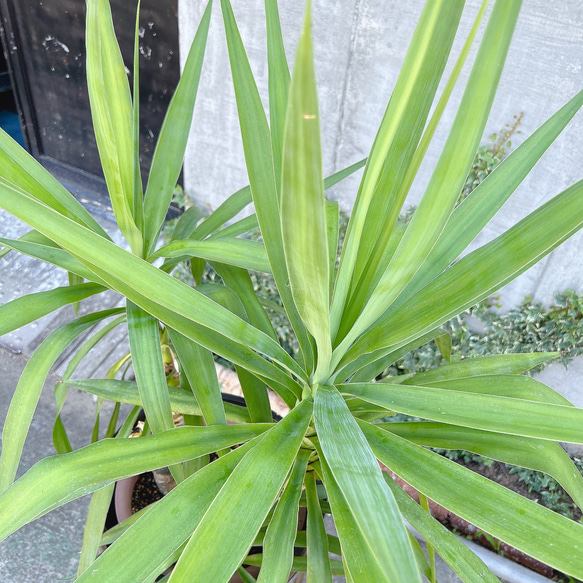 観葉植物 ユッカ  木樽プランターカバー付  店舗什器 南国植物 7枚目の画像