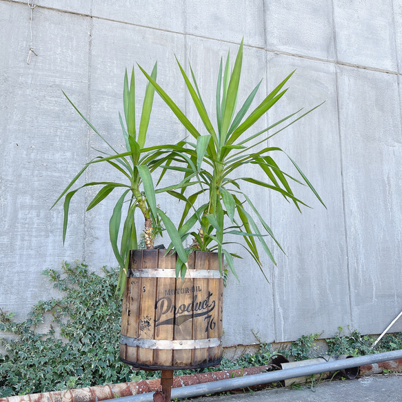 観葉植物 ユッカ  木樽プランターカバー付  店舗什器 南国植物 3枚目の画像