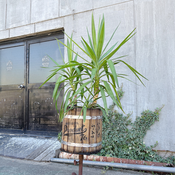 観葉植物 ユッカ  木樽プランターカバー付  店舗什器 南国植物 16枚目の画像