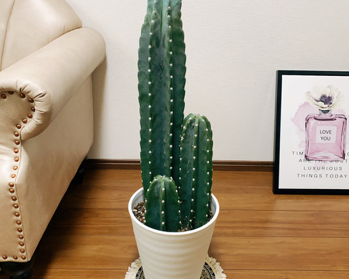 ノーネーム　鉢ごと発送 楽天市場】痛くないサボテン 柱サボテン 鬼面角 鉢植え : APOA
