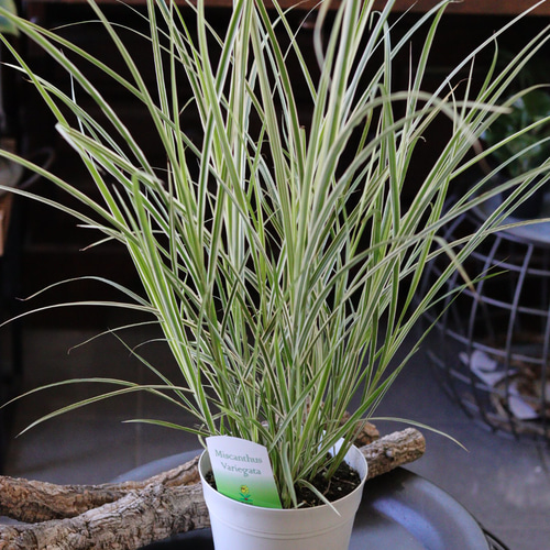 美しい斑入り❤︎ ミスカンサス バリエガータ その他インテリア雑貨