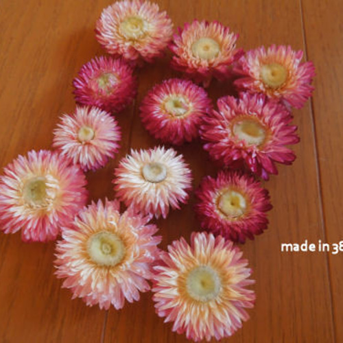 訳アリ ドライフラワー ヘリクリサム（貝細工） 12個 材料 花材 雑貨  