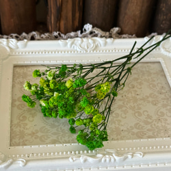 綺麗グリーンイエロー色❣️アンティークプリザーブドカスミ草小分け❣️ハンドメイド花材プリザーブドフラワー 2枚目の画像