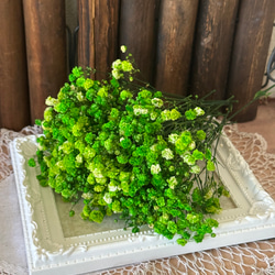 綺麗グリーンイエロー色❣️アンティークプリザーブドカスミ草小分け❣️ハンドメイド花材プリザーブドフラワー 1枚目の画像