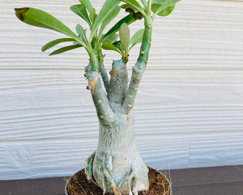 6376aedeb66ac2dede8f66fedd2f96