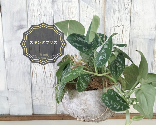 スキンダプサス 観葉植物 その他インテリア雑貨 陽華園 通販