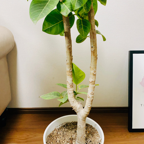 現品］17番 大人気！ フィカスアルテシマ 8号 観葉植物 室内 大型