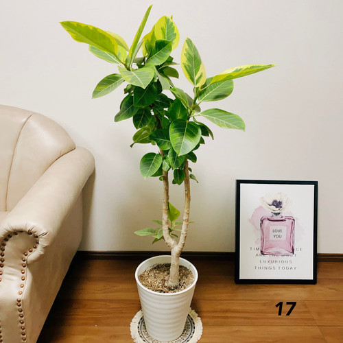 現品］17番 大人気！ フィカスアルテシマ 8号 観葉植物 室内 大型