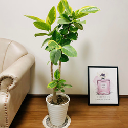 現品］17番 大人気！ フィカスアルテシマ 8号 観葉植物 室内 大型