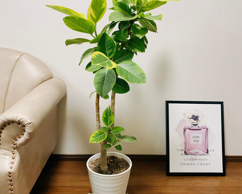 現品］17番 大人気！ フィカスアルテシマ 8号 観葉植物 室内 大型