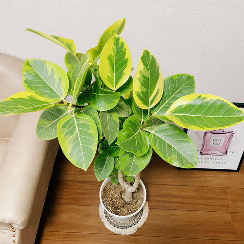 現品］17番 大人気！ フィカスアルテシマ 8号 観葉植物 室内 大型