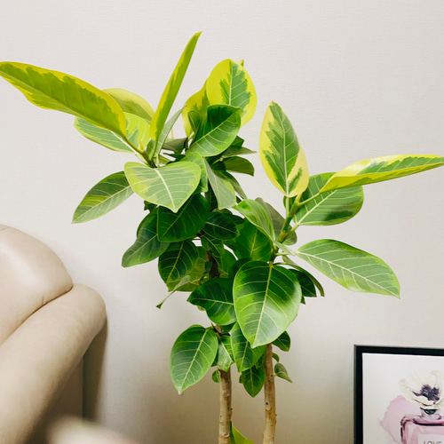 現品］17番 大人気！ フィカスアルテシマ 8号 観葉植物 室内 大型