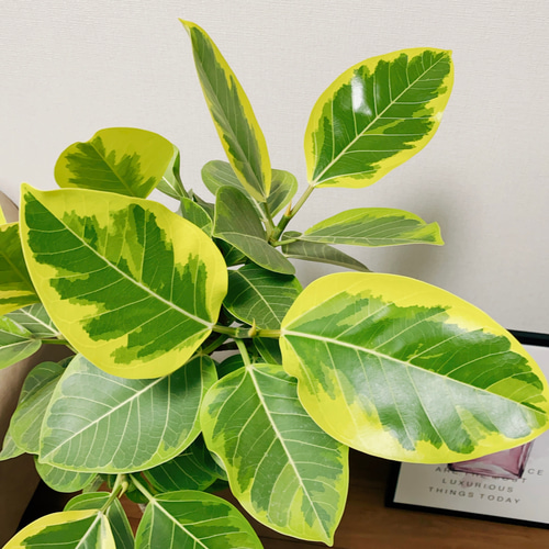 現品］17番 大人気！ フィカスアルテシマ 8号 観葉植物 室内 大型