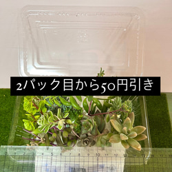 〜多肉植物カット苗〜色々詰め合わせ(フードパック発送)380円パック 2枚目の画像