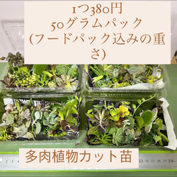 〜多肉植物カット苗〜色々詰め合わせ(フードパック発送)380円パック 1枚目の画像