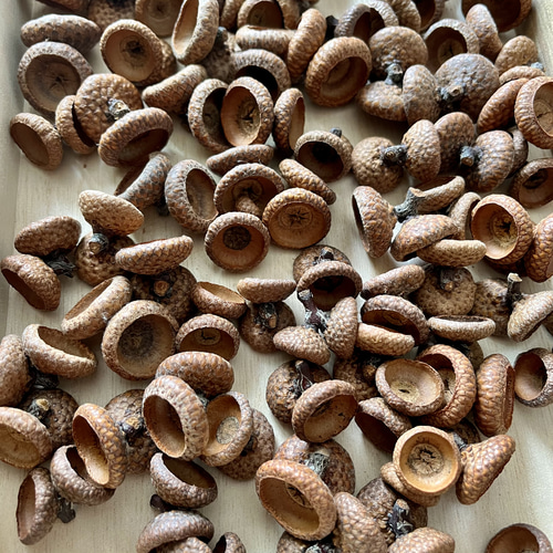 送料込 双子どんぐり殻斗素材 30組セット その他素材 youmoutikutik