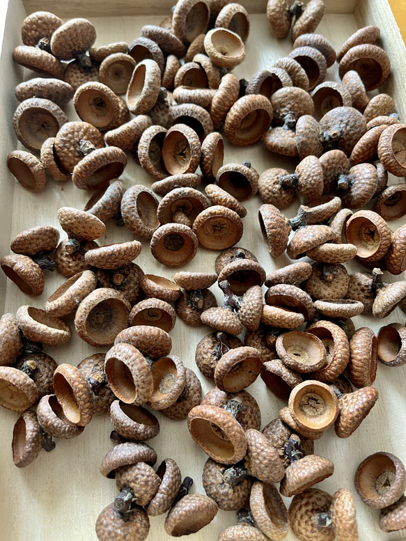 送料込 双子どんぐり殻斗素材 30組セット その他素材 youmoutikutik