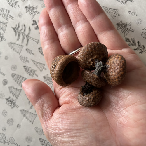 送料込 双子どんぐり殻斗素材 30組セット その他素材 youmoutikutik