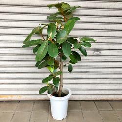大きめ 希少 ゴムの木 フィカス ベルベット 7号 04 その他インテリア