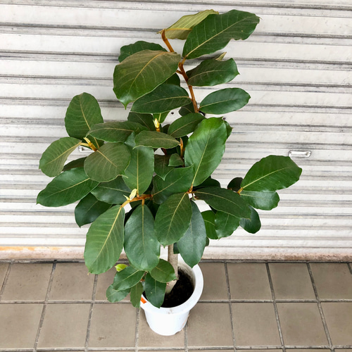 大きめ 希少 ゴムの木 フィカス ベルベット 7号 04 その他インテリア