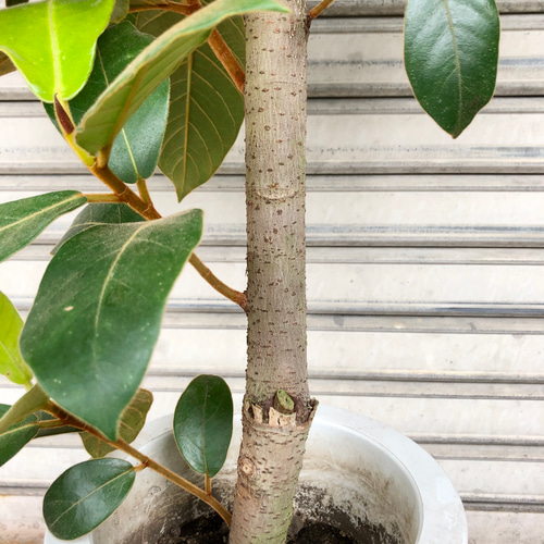 フィカス ベルベット お引取り限定 植物 インテリア フィカス