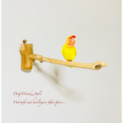 流木インテリア 流木枝を使った小鳥の止まり木 インコの壁掛けパーチ ピン止めタイプ ビス止め変更可 N37 1枚目の画像