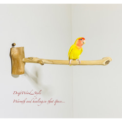 流木インテリア 流木枝を使った小鳥の止まり木 インコの壁掛けパーチ ピン止めタイプ ビス止め変更可 N37 4枚目の画像