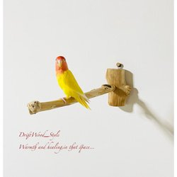 流木インテリア 流木枝を使った小鳥の止まり木 インコの壁掛けパーチ ピン止めタイプ ビス止め変更可 N37 3枚目の画像