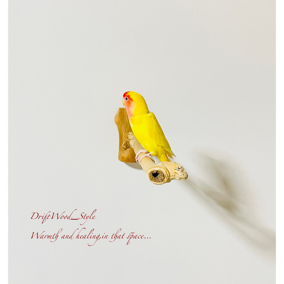 流木インテリア 流木枝を使った小鳥の止まり木 インコの壁掛けパーチ ピン止めタイプ ビス止め変更可 N37 5枚目の画像