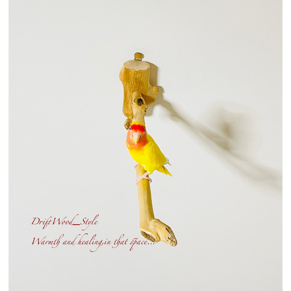 流木インテリア 流木枝を使った小鳥の止まり木 インコの壁掛けパーチ ピン止めタイプ ビス止め変更可 N37 2枚目の画像