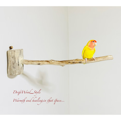 流木インテリア 流木枝を使った小鳥の止まり木 インコの壁掛けパーチ ピン止めタイプ ビス止め変更可 N38 4枚目の画像