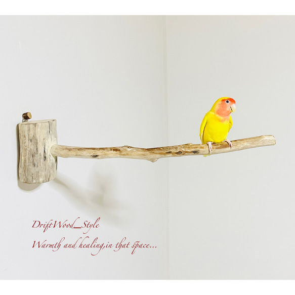 流木インテリア 流木枝を使った小鳥の止まり木 インコの壁掛けパーチ ピン止めタイプ ビス止め変更可 N38 4枚目の画像