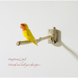 流木インテリア 流木枝を使った小鳥の止まり木 インコの壁掛けパーチ ピン止めタイプ ビス止め変更可 N38 3枚目の画像