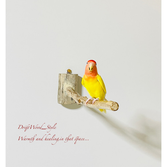 流木インテリア 流木枝を使った小鳥の止まり木 インコの壁掛けパーチ ピン止めタイプ ビス止め変更可 N38 5枚目の画像