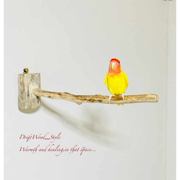 流木インテリア 流木枝を使った小鳥の止まり木 インコの壁掛けパーチ ピン止めタイプ ビス止め変更可 N38 1枚目の画像