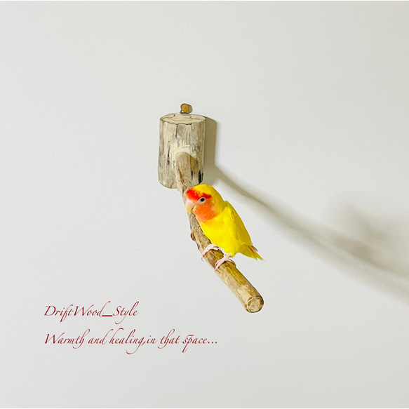流木インテリア 流木枝を使った小鳥の止まり木 インコの壁掛けパーチ ピン止めタイプ ビス止め変更可 N38 2枚目の画像